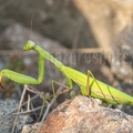 Mantis religiosa female 8260191