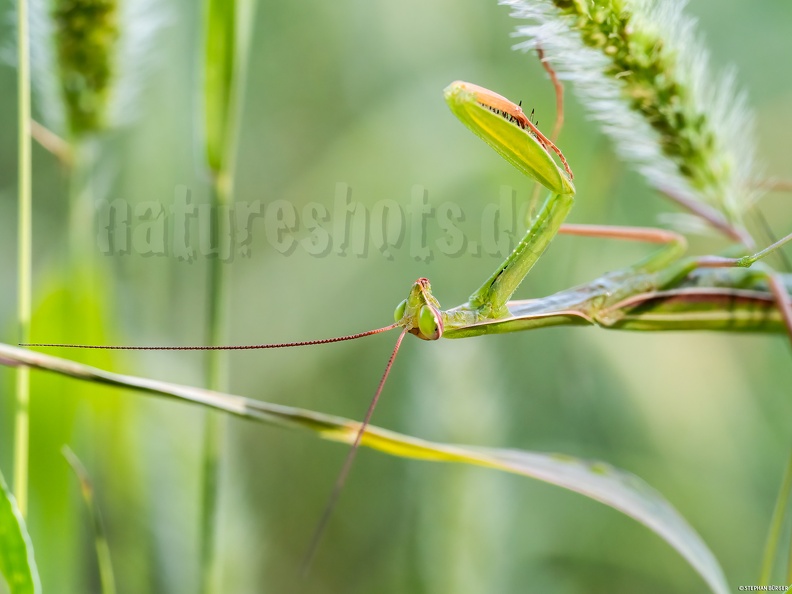 Mantis_religiosa_male_8260002.jpg