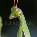 Mantis religiosa male 8260020