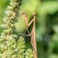 Mantis religiosa male 8270140