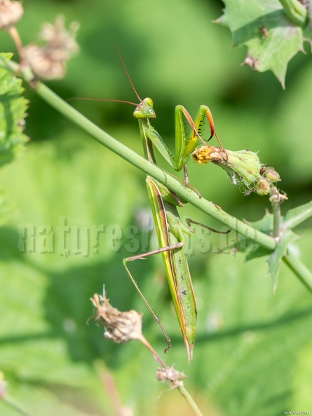 Mantis_religiosa_male_8270264.jpg