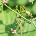 Mantis religiosa male 8270264