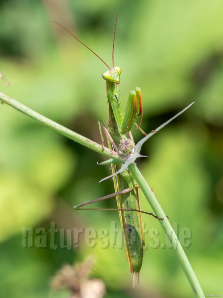 Mantis_religiosa_male_8270313.jpg