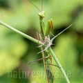 Mantis religiosa male 8270313
