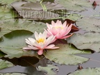 Nymphaea sp. 5267611