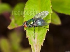 Lucilia sp. 5267579