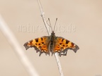 Polygonia c-album 4209746