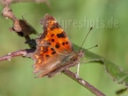 Polygonia c-album 4209858