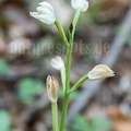 Cephalanthera damasonium 5200664