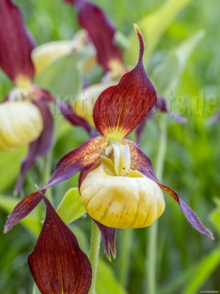 Cypripedium_calceolus_5200609.jpg