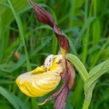 Cypripedium calceolus 5200625
