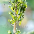 Neottia ovata 5200637