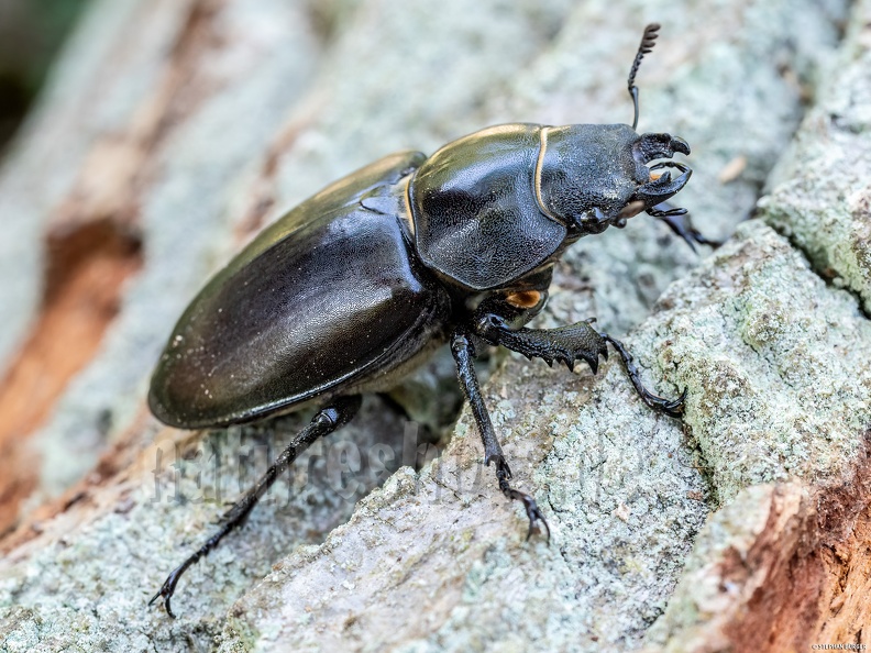 Dorcus_parallelipipedus_female_5200493.jpg