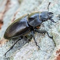 Lucanus cervus female 5200493