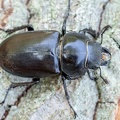 Lucanus cervus female 5200506