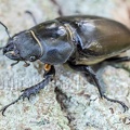 Lucanus cervus female 5200526