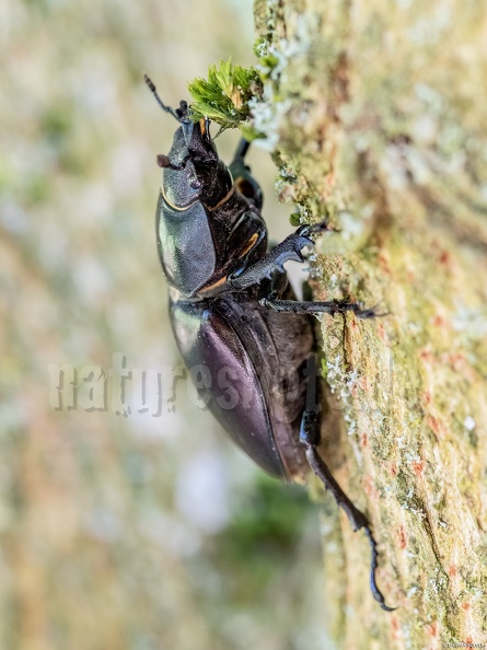 Dorcus_parallelipipedus_female_5200563.jpg