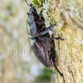 Lucanus cervus female 5200563