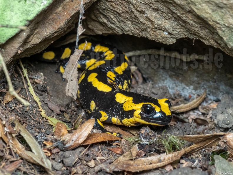 Salamandra_salamandra_terrestris_A262142.jpg