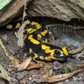 Salamandra salamandra terrestris A262142