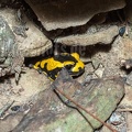 Salamandra salamandra terrestris A262149