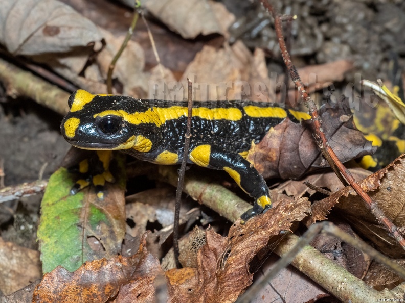 Salamandra_salamandra_terrestris_A262156.jpg