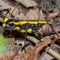 Salamandra salamandra terrestris A262156