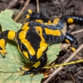 Salamandra salamandra terrestris A262168