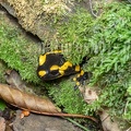 Salamandra salamandra terrestris A262171