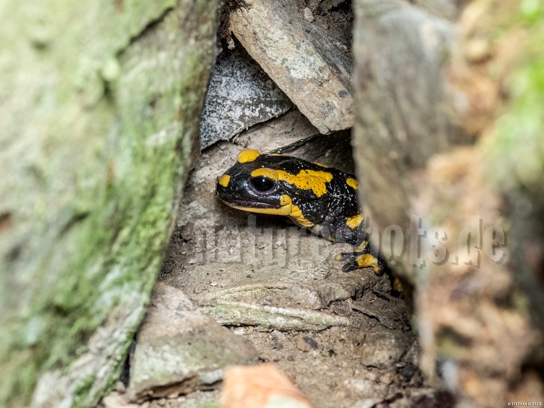 Salamandra_salamandra_terrestris_A262178.jpg