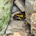 Salamandra salamandra terrestris A262178