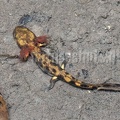 Salamandra salamandra terrestris larva A262172