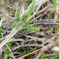 Lacerta agilis agilis 5250947