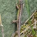 Lacerta agilis agilis 5250963