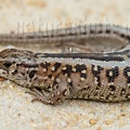 Lacerta agilis agilis female 5251011