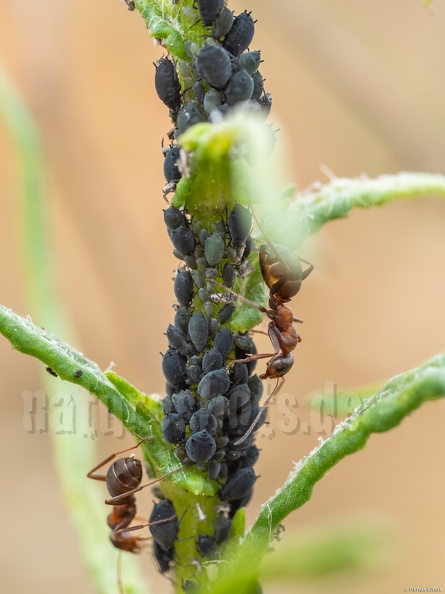 Aphidoidea_and_Formicinae_5250990.jpg