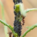 Aphidoidea and Formicinae 5250990