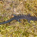 Ichthyosaura alpestris female 4176151