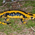 Salamandra salamandra terrestris 4176182