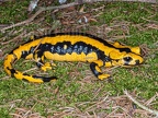 Salamandra salamandra terrestris 4176182