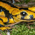 Salamandra salamandra terrestris 4176184