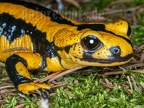 Salamandra salamandra terrestris 4176184