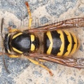 Dolichovespula cf. sylvestris 4176142