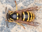 Dolichovespula cf. sylvestris 4176142