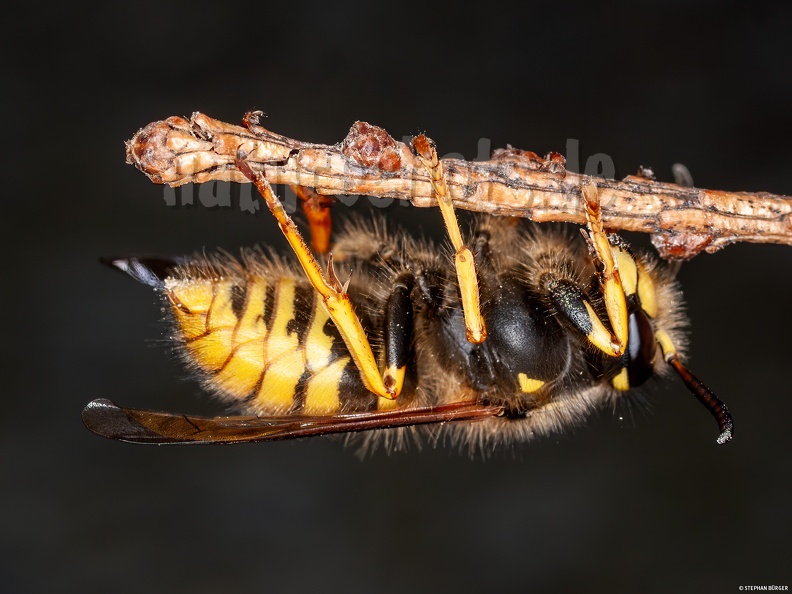 Dolichovespula_sylvestris_4176148.jpg