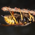 Dolichovespula cf. sylvestris 4176148