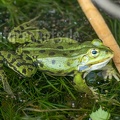 Pelophylax kl. esculentus 5140016