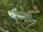Pelophylax kl. esculentus 5140027