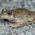 Alytes obstetricans female 6200149