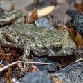 Alytes obstetricans juvenile 6200102